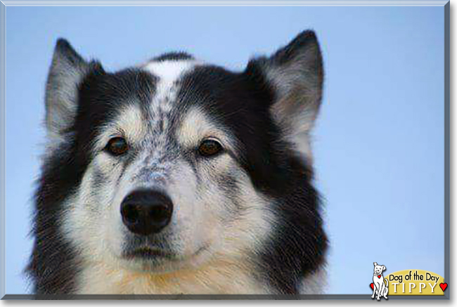 Tippy the Husky/Collie, the Dog of the Day