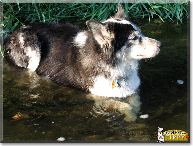 Tippy the Husky/Collie, the Dog of the Day