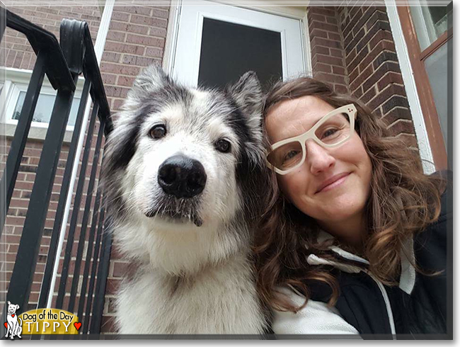 Tippy the Husky/Collie, the Dog of the Day