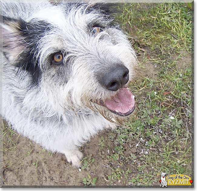 Kyzmit the Australian Cattle Dog, Borzoi, Scottish Terrier, the Dog of the Day