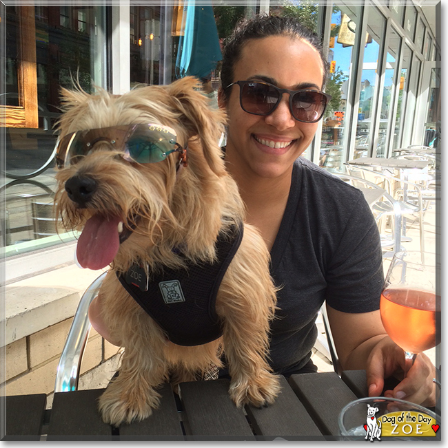 Zoe the Norfolk Terrier, the Dog of the Day