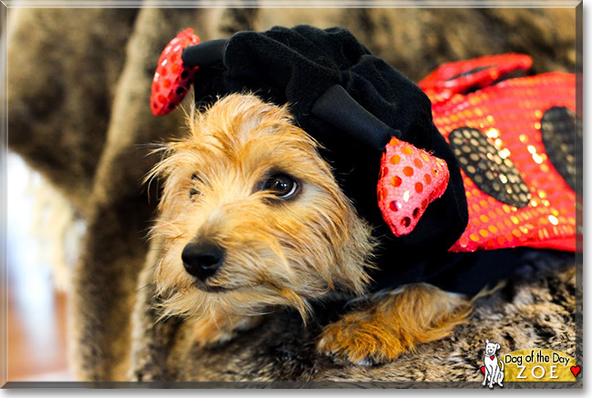 Zoe the Norfolk Terrier, the Dog of the Day