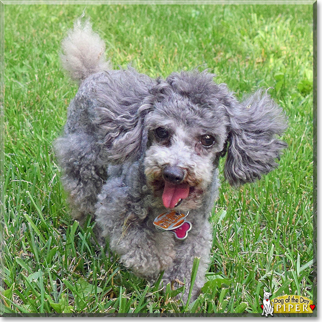 Piper the Toy Poodle, the Dog of the Day