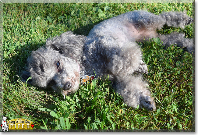 Piper the Toy Poodle, the Dog of the Day