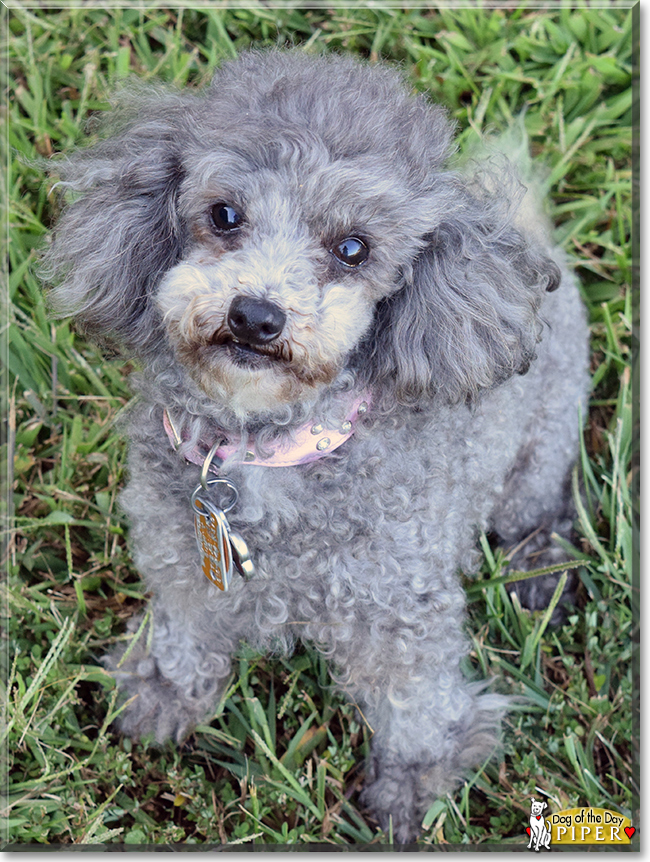 Piper the Toy Poodle, the Dog of the Day