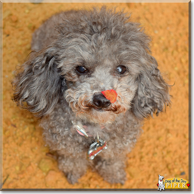 Piper the Toy Poodle, the Dog of the Day