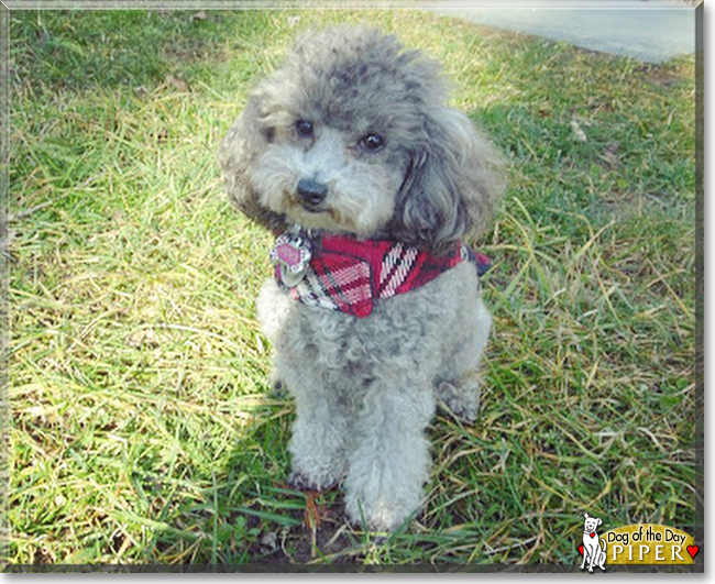 Piper the Toy Poodle, the Dog of the Day