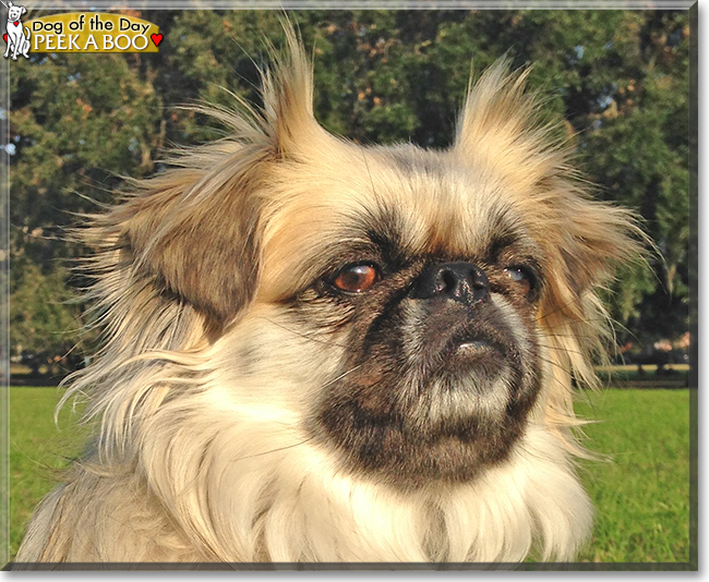 Peek A Boo the Pekingese, the Dog of the Day