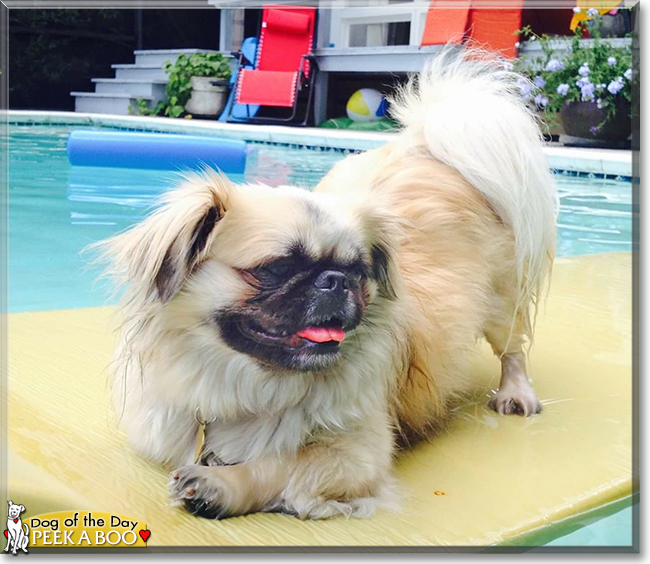 Peek A Boo the Pekingese, the Dog of the Day