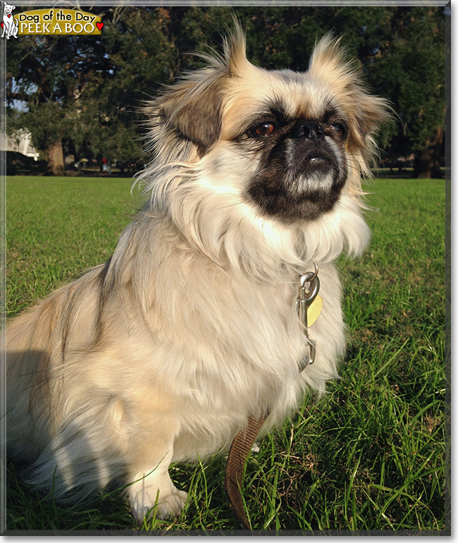 Peek A Boo the Pekingese, the Dog of the Day