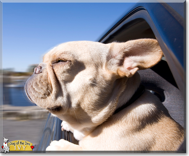 Ivy the French Bulldog, the Dog of the Day