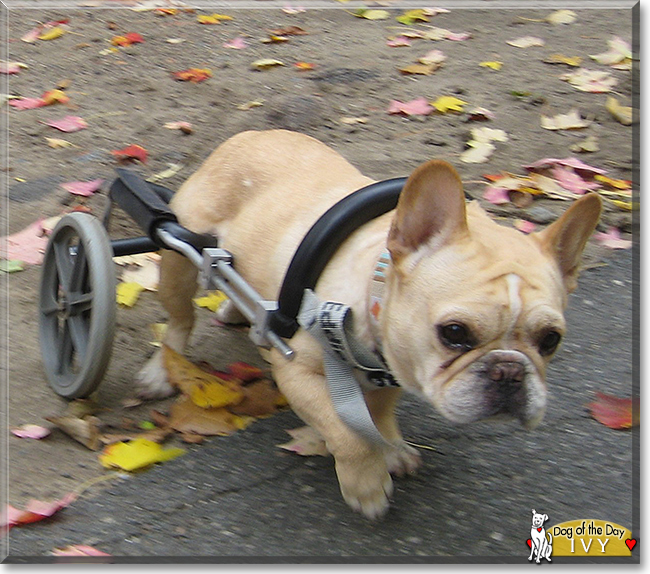 Ivy the French Bulldog, the Dog of the Day