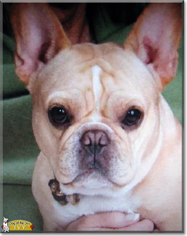 Ivy the French Bulldog, the Dog of the Day