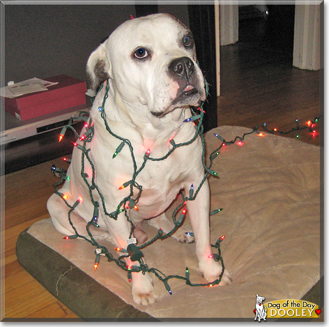 Dooley the American Bulldog, the Dog of the Day