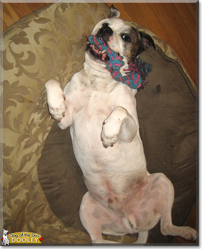 Dooley the American Bulldog, the Dog of the Day