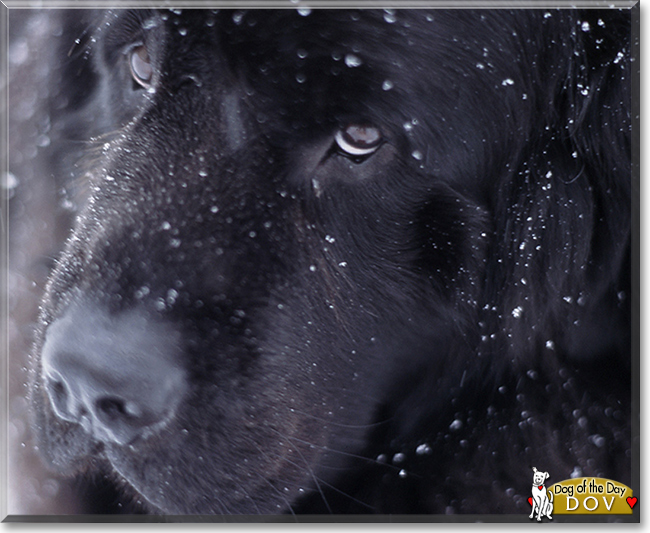 Dov the Newfoundland, the Dog of the Day