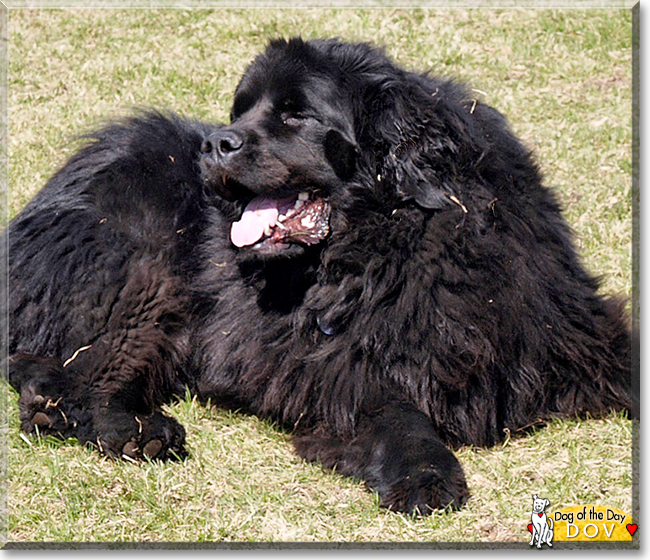 Dov the Newfoundland, the Dog of the Day