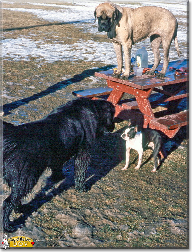 Dov the Newfoundland, the Dog of the Day