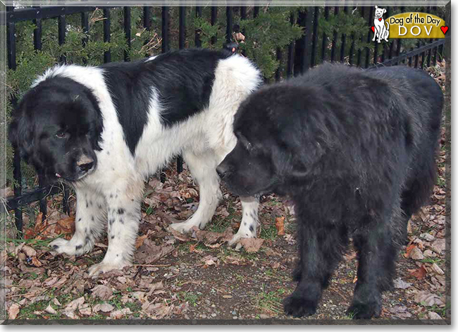 Dov the Newfoundland, the Dog of the Day