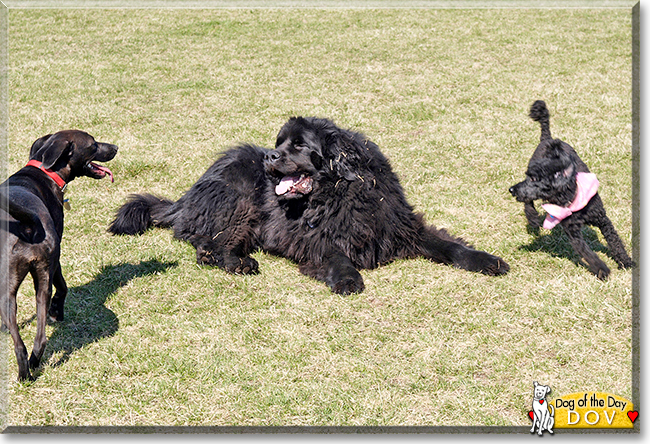 Dov the Newfoundland, the Dog of the Day