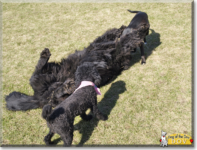 Dov the Newfoundland, the Dog of the Day