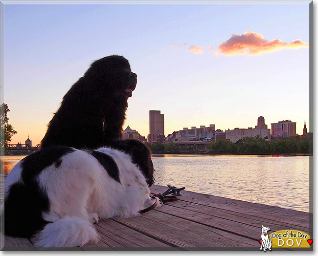 Dov the Newfoundland, the Dog of the Day