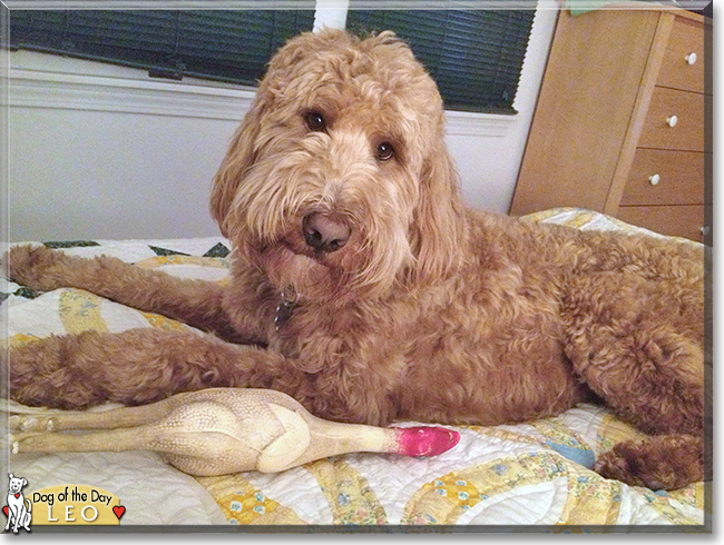 Leo the Golden Retreiver, Poodle, the Dog of the Day