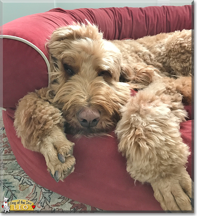 Leo the Golden Retreiver, Poodle, the Dog of the Day