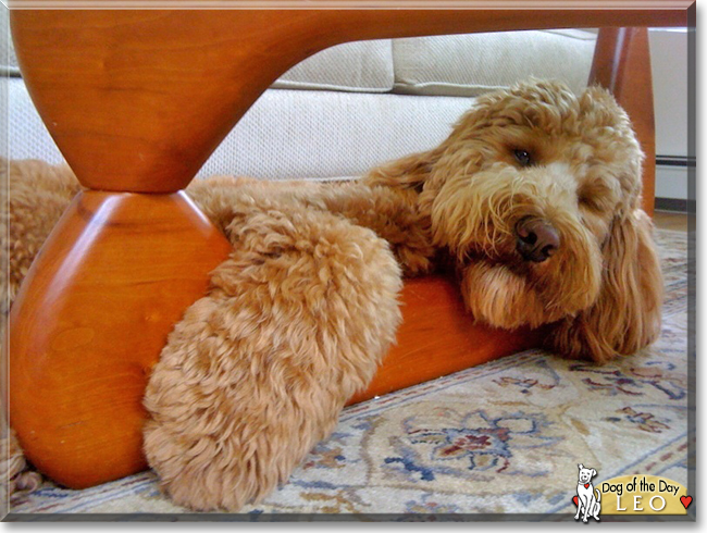 Leo the Golden Retreiver, Poodle, the Dog of the Day