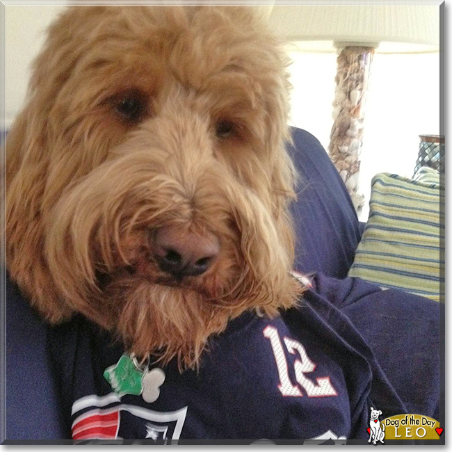 Leo the Golden Retreiver, Poodle, the Dog of the Day