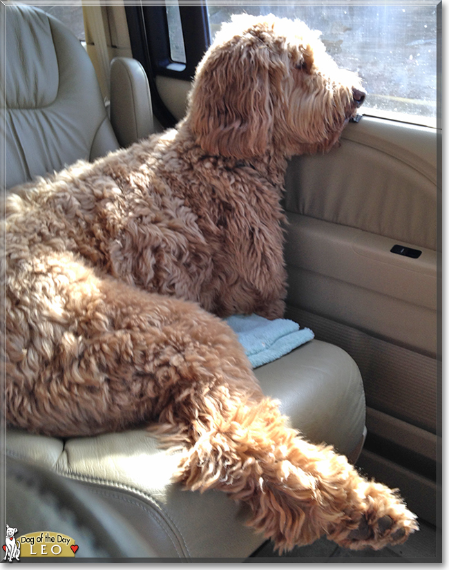 Leo the Golden Retreiver, Poodle, the Dog of the Day