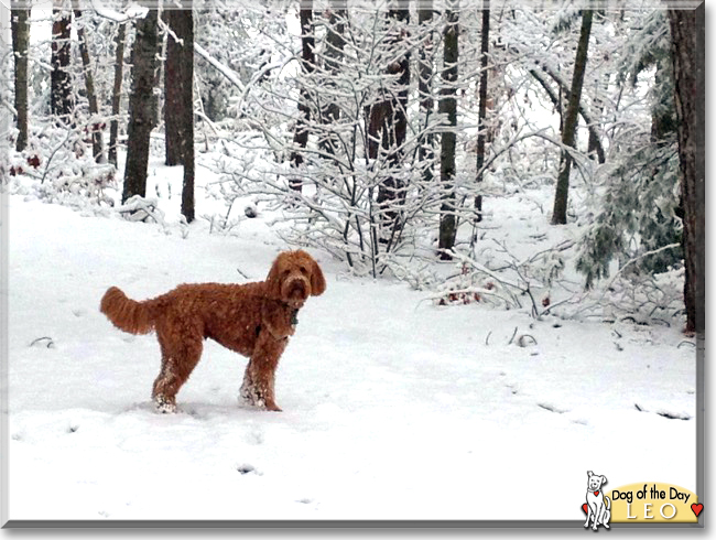 Leo the Golden Retreiver, Poodle, the Dog of the Day