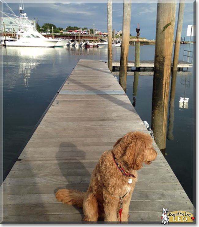 Leo the Golden Retreiver, Poodle, the Dog of the Day