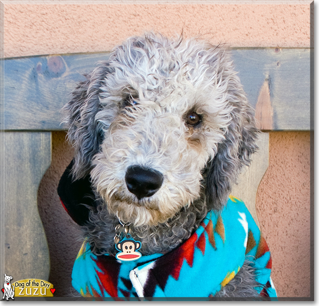 Zuzu the Bedlington Terrier, the Dog of the Day