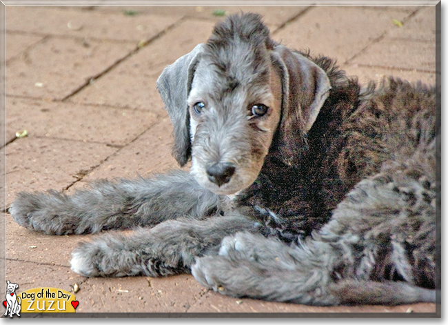 Zuzu the Bedlington Terrier, the Dog of the Day