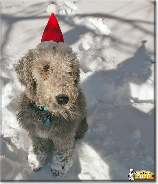 Zuzu the Bedlington Terrier, the Dog of the Day