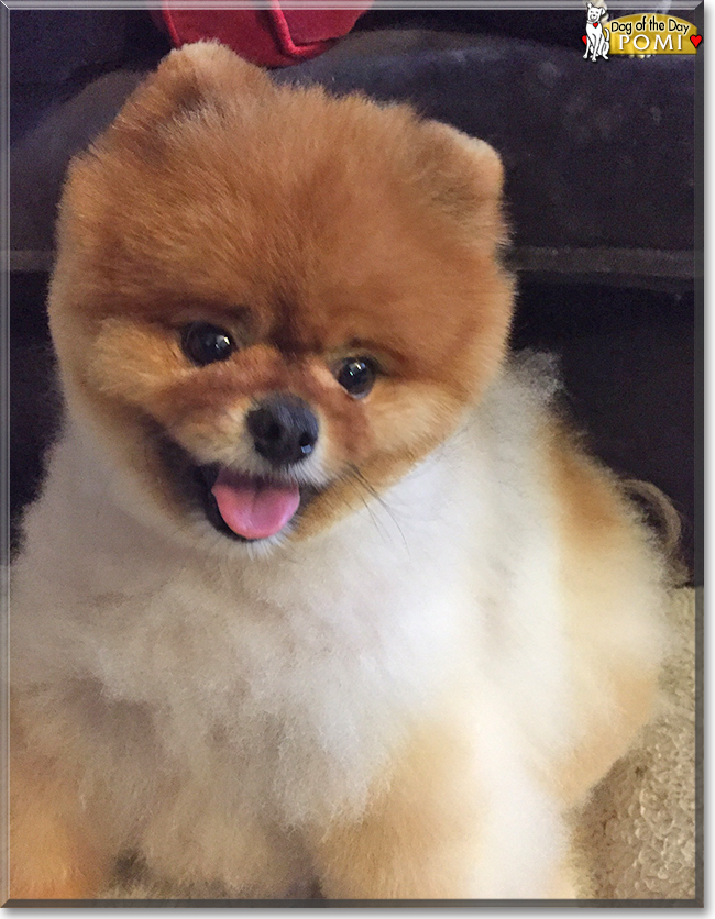 Pomi the Pomeranian, the Dog of the Day