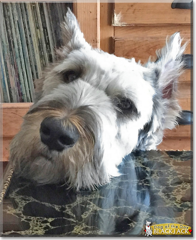 Blackjack the Giant Schnauzer, the Dog of the Day