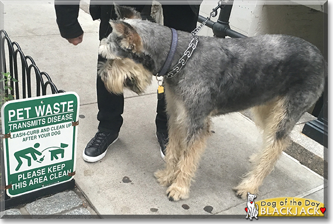 Blackjack the Giant Schnauzer, the Dog of the Day