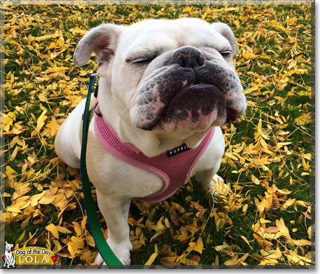 Lola the English Bulldog, the Dog of the Day