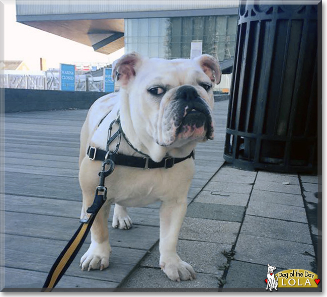 Lola the English Bulldog, the Dog of the Day