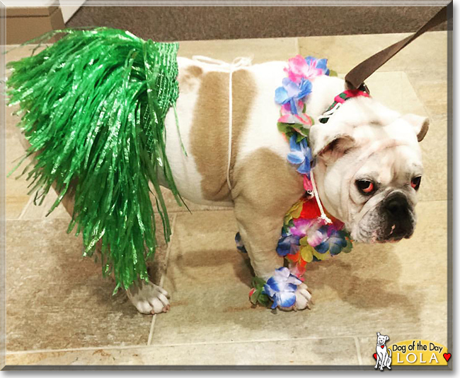 Lola the English Bulldog, the Dog of the Day