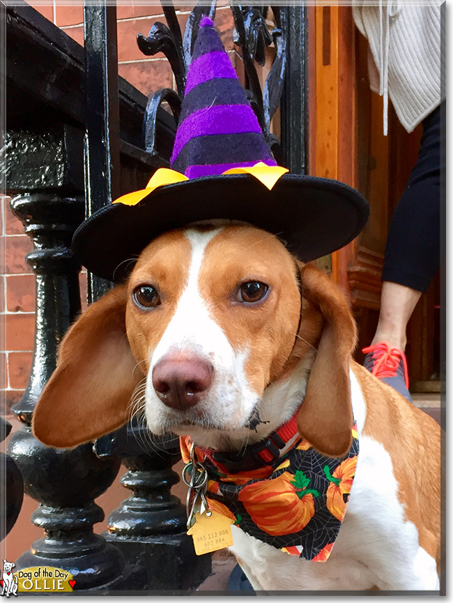 Ollie the Beagle/American Foxhound, the Dog of the Day