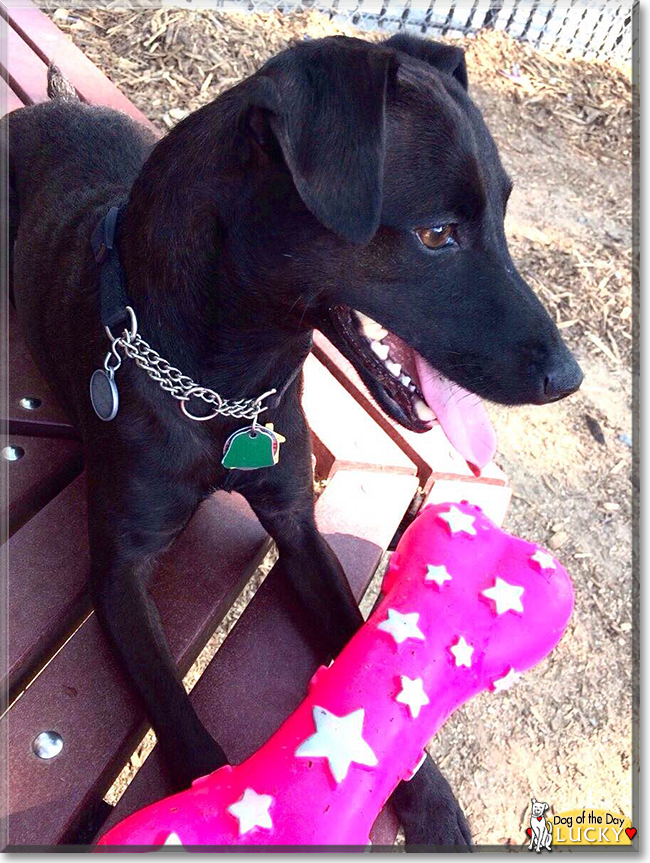 Lucky the Patterdale Terrier, the Dog of the Day