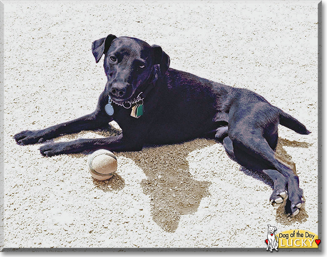 Lucky the Patterdale Terrier, the Dog of the Day