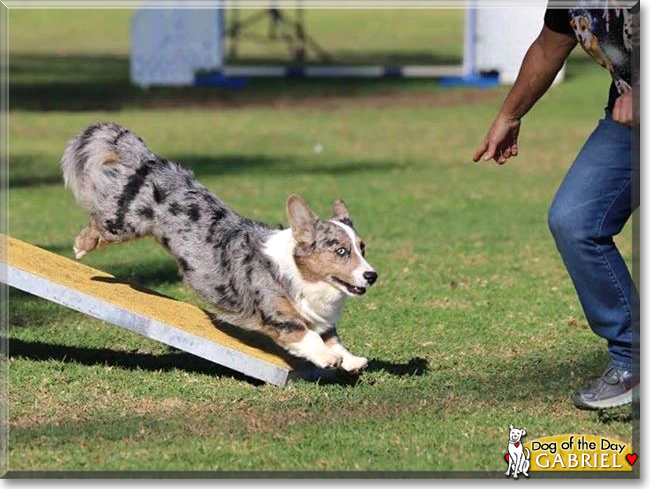 Gabriel the Cardigan Welsh Corgi, the Dog of the Day