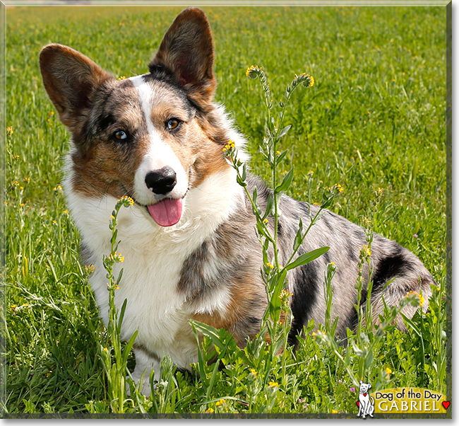 Gabriel the Cardigan Welsh Corgi, the Dog of the Day