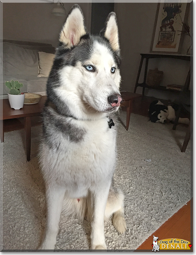 Denali the Siberian Husky, the Dog of the Day