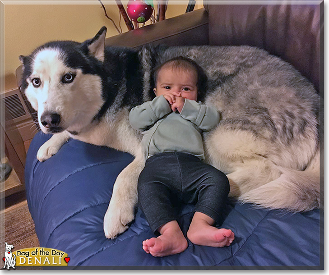 Denali the Siberian Husky, the Dog of the Day