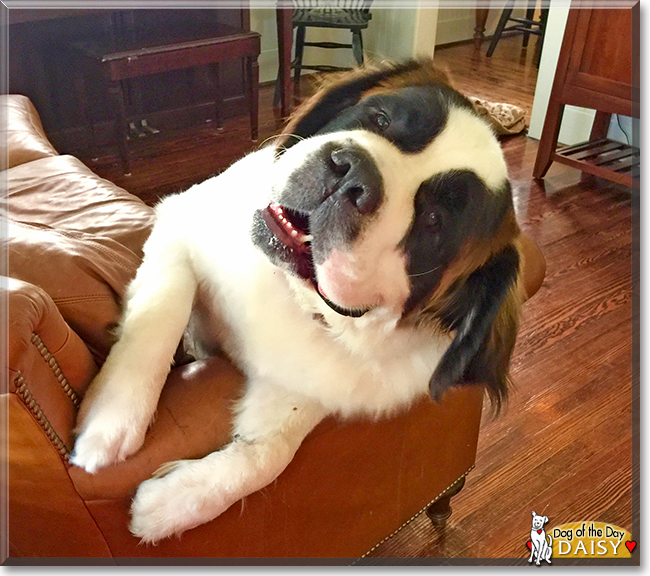 Daisy the Saint Bernard, the Dog of the Day